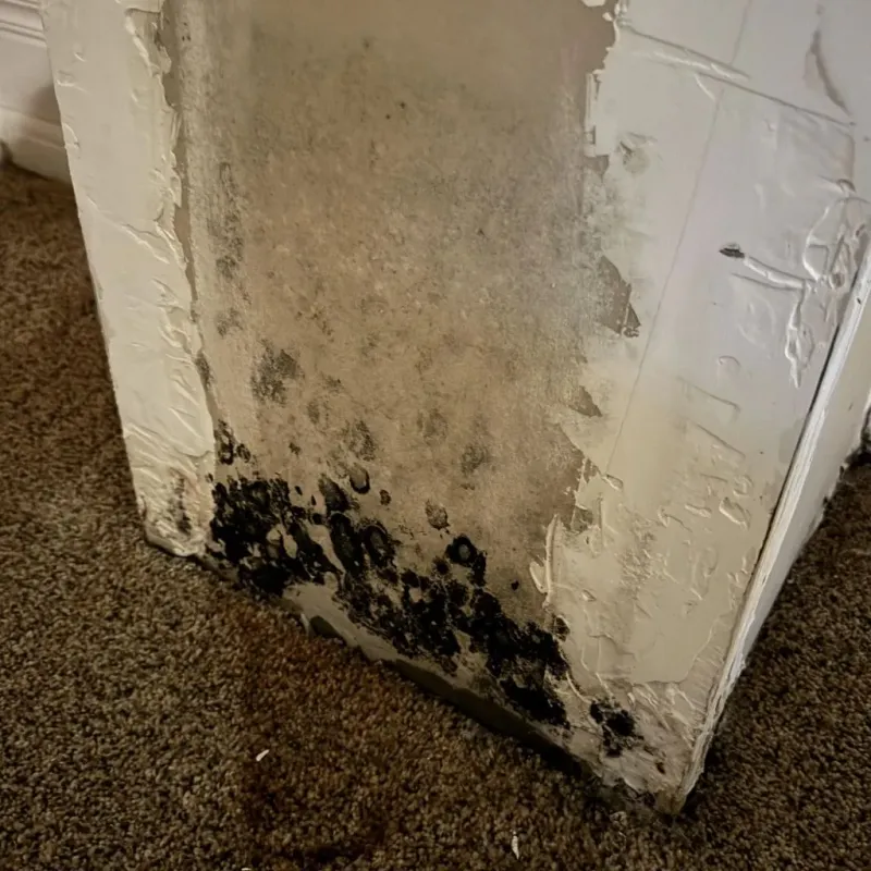 Professional Mold Removal in Kentwood, LA
